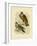 Grey Falcon, 1891-Gracius Broinowski-Framed Giclee Print