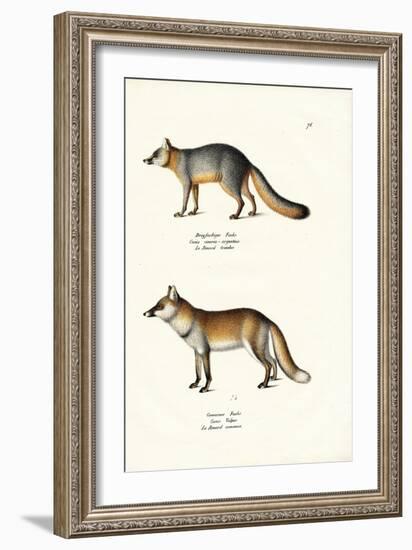 Grey Fox, 1824-Karl Joseph Brodtmann-Framed Giclee Print