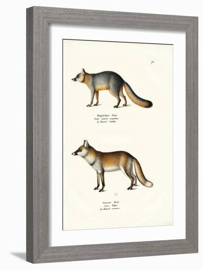 Grey Fox, 1824-Karl Joseph Brodtmann-Framed Giclee Print