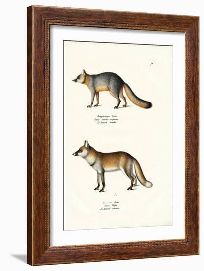 Grey Fox, 1824-Karl Joseph Brodtmann-Framed Giclee Print