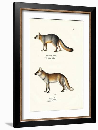 Grey Fox, 1824-Karl Joseph Brodtmann-Framed Giclee Print