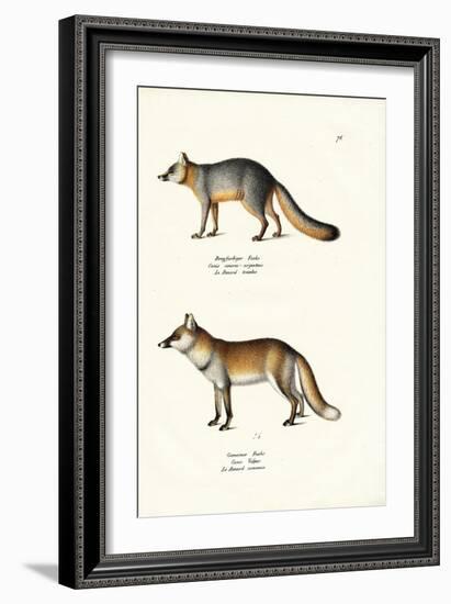 Grey Fox, 1824-Karl Joseph Brodtmann-Framed Giclee Print