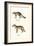 Grey Fox, 1824-Karl Joseph Brodtmann-Framed Giclee Print