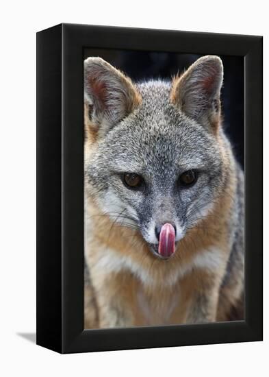 Grey Fox (Urocyon Cinereoargenteus) Licking Nose, Captive, Mexico City-Claudio Contreras-Framed Premier Image Canvas