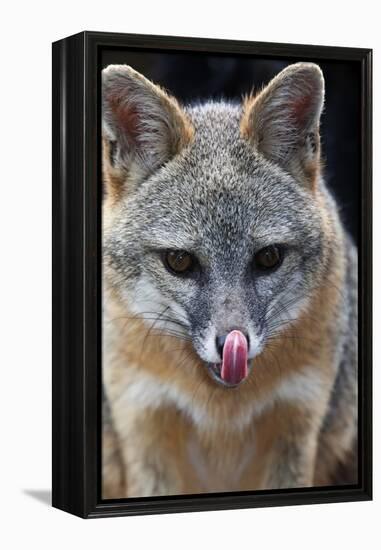 Grey Fox (Urocyon Cinereoargenteus) Licking Nose, Captive, Mexico City-Claudio Contreras-Framed Premier Image Canvas