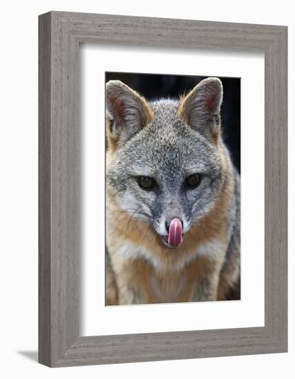 Grey Fox (Urocyon Cinereoargenteus) Licking Nose, Captive, Mexico City-Claudio Contreras-Framed Photographic Print