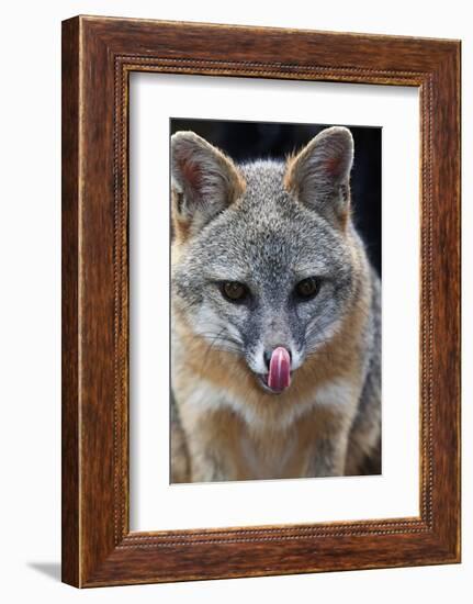 Grey Fox (Urocyon Cinereoargenteus) Licking Nose, Captive, Mexico City-Claudio Contreras-Framed Photographic Print