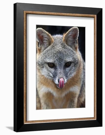 Grey Fox (Urocyon Cinereoargenteus) Licking Nose, Captive, Mexico City-Claudio Contreras-Framed Photographic Print