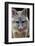 Grey Fox (Urocyon Cinereoargenteus) Licking Nose, Captive, Mexico City-Claudio Contreras-Framed Photographic Print