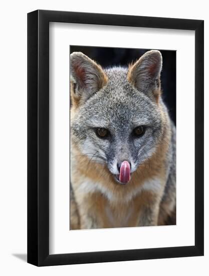 Grey Fox (Urocyon Cinereoargenteus) Licking Nose, Captive, Mexico City-Claudio Contreras-Framed Photographic Print
