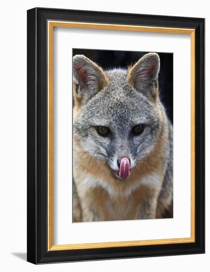 Grey Fox (Urocyon Cinereoargenteus) Licking Nose, Captive, Mexico City-Claudio Contreras-Framed Photographic Print