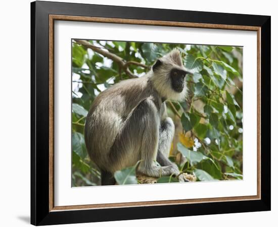 Grey (Hanuman) Langur Monkey in This Sacred Pilgrimage Town, Often Seen Begging at Temples, Katarag-Robert Francis-Framed Photographic Print