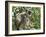 Grey (Hanuman) Langur Monkey in This Sacred Pilgrimage Town, Often Seen Begging at Temples, Katarag-Robert Francis-Framed Photographic Print