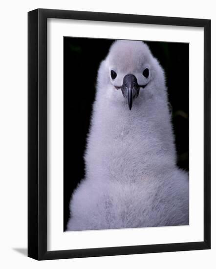 Grey-headed Albatross Chick, South Georgia Island, Antarctica-Art Wolfe-Framed Photographic Print