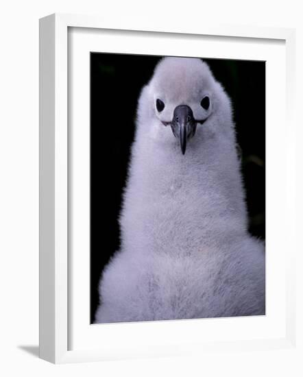 Grey-headed Albatross Chick, South Georgia Island, Antarctica-Art Wolfe-Framed Photographic Print