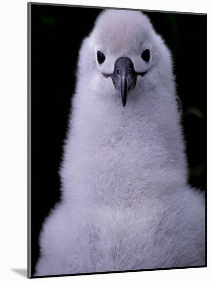 Grey-headed Albatross Chick, South Georgia Island, Antarctica-Art Wolfe-Mounted Photographic Print
