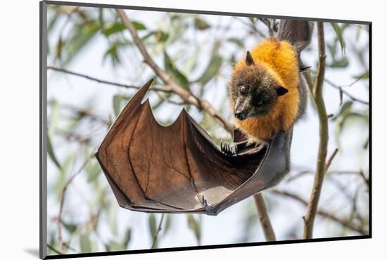 Grey-headed flying-fox bat hanging from branch, Australia-Doug Gimesy-Mounted Photographic Print