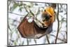 Grey-headed flying-fox bat hanging from branch, Australia-Doug Gimesy-Mounted Photographic Print