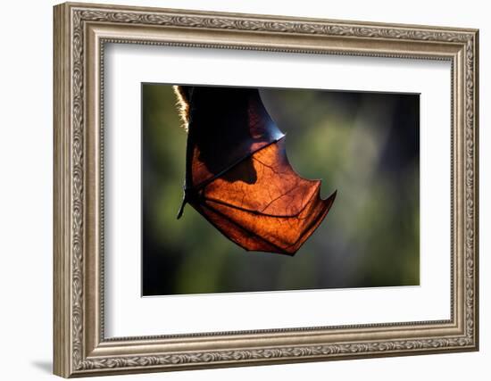 Grey-headed flying-fox hanging upside down in tree, Australia-Doug Gimesy-Framed Photographic Print