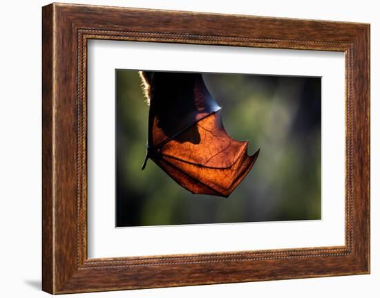 Grey-headed flying-fox hanging upside down in tree, Australia-Doug Gimesy-Framed Photographic Print