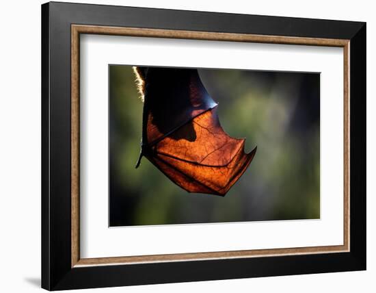 Grey-headed flying-fox hanging upside down in tree, Australia-Doug Gimesy-Framed Photographic Print