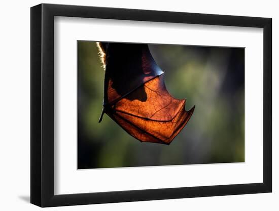 Grey-headed flying-fox hanging upside down in tree, Australia-Doug Gimesy-Framed Photographic Print
