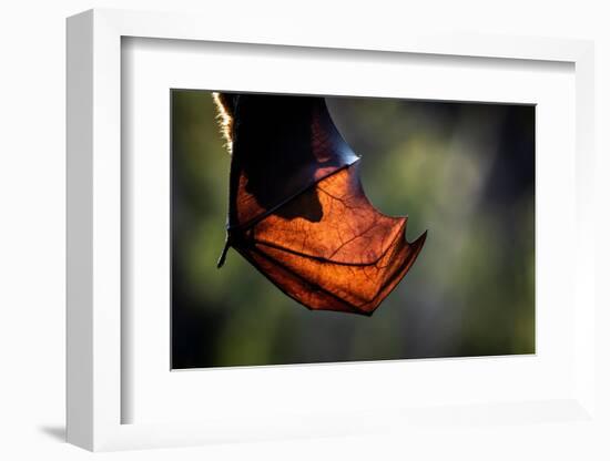 Grey-headed flying-fox hanging upside down in tree, Australia-Doug Gimesy-Framed Photographic Print