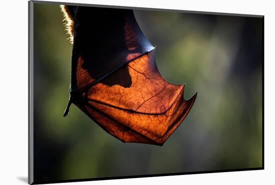 Grey-headed flying-fox hanging upside down in tree, Australia-Doug Gimesy-Mounted Photographic Print