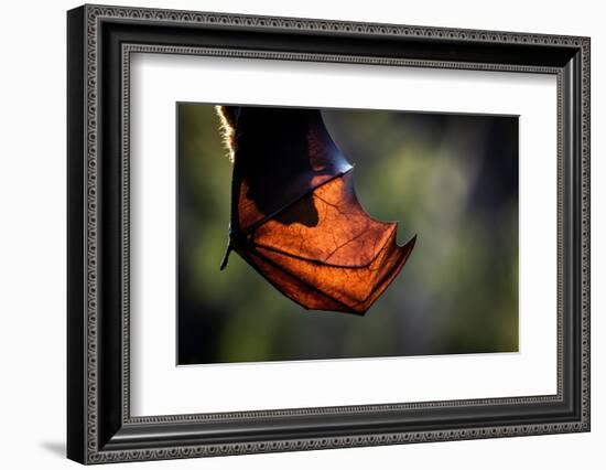 Grey-headed flying-fox hanging upside down in tree, Australia-Doug Gimesy-Framed Photographic Print