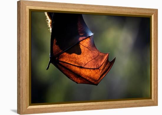 Grey-headed flying-fox hanging upside down in tree, Australia-Doug Gimesy-Framed Premier Image Canvas