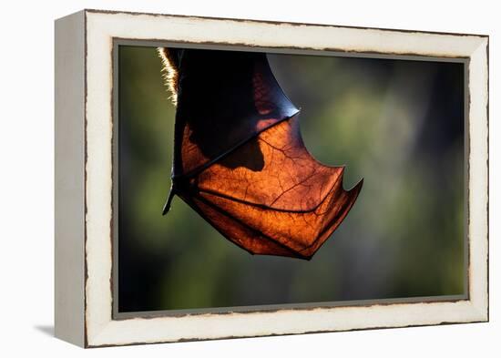 Grey-headed flying-fox hanging upside down in tree, Australia-Doug Gimesy-Framed Premier Image Canvas