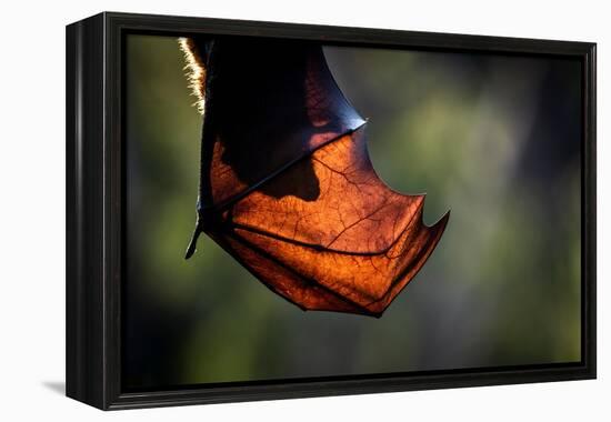 Grey-headed flying-fox hanging upside down in tree, Australia-Doug Gimesy-Framed Premier Image Canvas