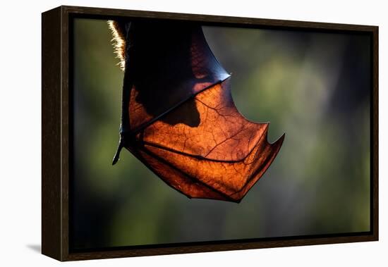 Grey-headed flying-fox hanging upside down in tree, Australia-Doug Gimesy-Framed Premier Image Canvas