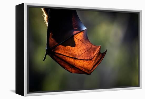 Grey-headed flying-fox hanging upside down in tree, Australia-Doug Gimesy-Framed Premier Image Canvas