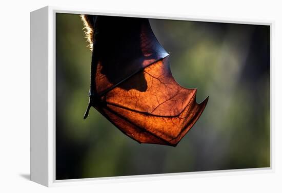 Grey-headed flying-fox hanging upside down in tree, Australia-Doug Gimesy-Framed Premier Image Canvas