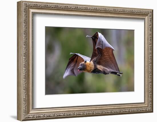 Grey-headed flying-fox in flight, with tongue out, Australia-Doug Gimesy-Framed Photographic Print