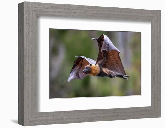 Grey-headed flying-fox in flight, with tongue out, Australia-Doug Gimesy-Framed Photographic Print