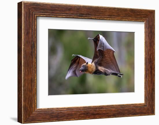 Grey-headed flying-fox in flight, with tongue out, Australia-Doug Gimesy-Framed Photographic Print