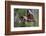 Grey-headed flying-fox in flight, with tongue out, Australia-Doug Gimesy-Framed Photographic Print