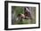 Grey-headed flying-fox in flight, with tongue out, Australia-Doug Gimesy-Framed Photographic Print