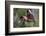 Grey-headed flying-fox in flight, with tongue out, Australia-Doug Gimesy-Framed Photographic Print