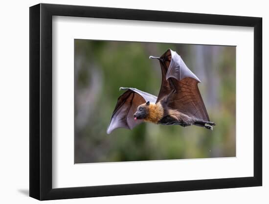 Grey-headed flying-fox in flight, with tongue out, Australia-Doug Gimesy-Framed Photographic Print