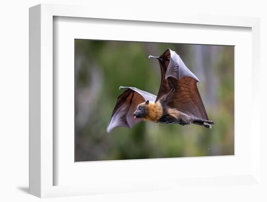 Grey-headed flying-fox in flight, with tongue out, Australia-Doug Gimesy-Framed Photographic Print