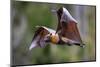 Grey-headed flying-fox in flight, with tongue out, Australia-Doug Gimesy-Mounted Photographic Print