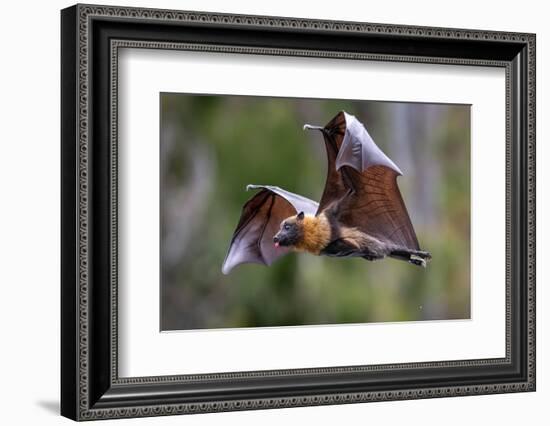 Grey-headed flying-fox in flight, with tongue out, Australia-Doug Gimesy-Framed Photographic Print