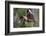 Grey-headed flying-fox in flight, with tongue out, Australia-Doug Gimesy-Framed Photographic Print