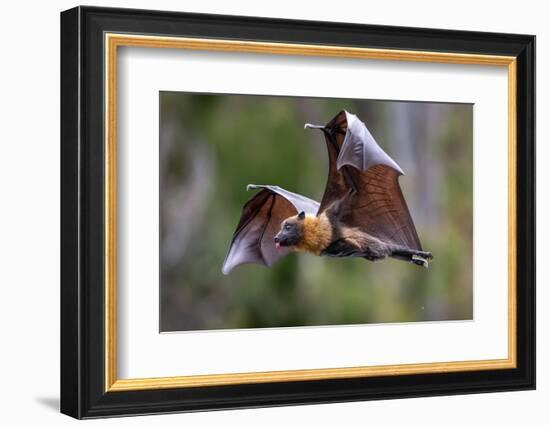 Grey-headed flying-fox in flight, with tongue out, Australia-Doug Gimesy-Framed Photographic Print