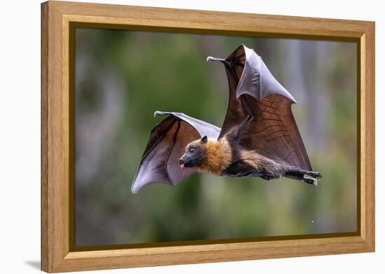 Grey-headed flying-fox in flight, with tongue out, Australia-Doug Gimesy-Framed Premier Image Canvas