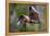 Grey-headed flying-fox in flight, with tongue out, Australia-Doug Gimesy-Framed Premier Image Canvas