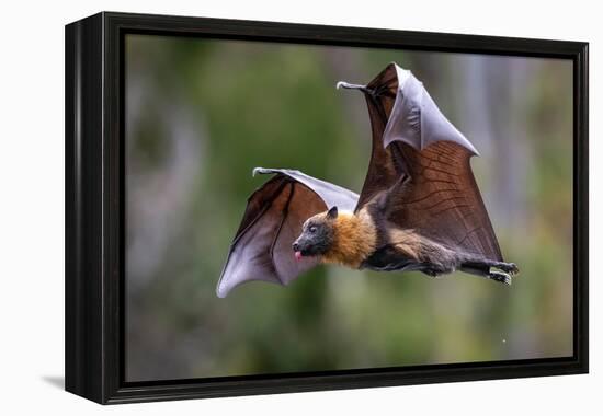 Grey-headed flying-fox in flight, with tongue out, Australia-Doug Gimesy-Framed Premier Image Canvas